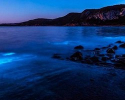 Nguồn gốc ánh sáng xanh dương rực rỡ trên bãi biển Australia