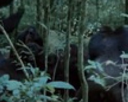 Đàn tinh tinh Uganda hợp sức vây bắt và giết khỉ